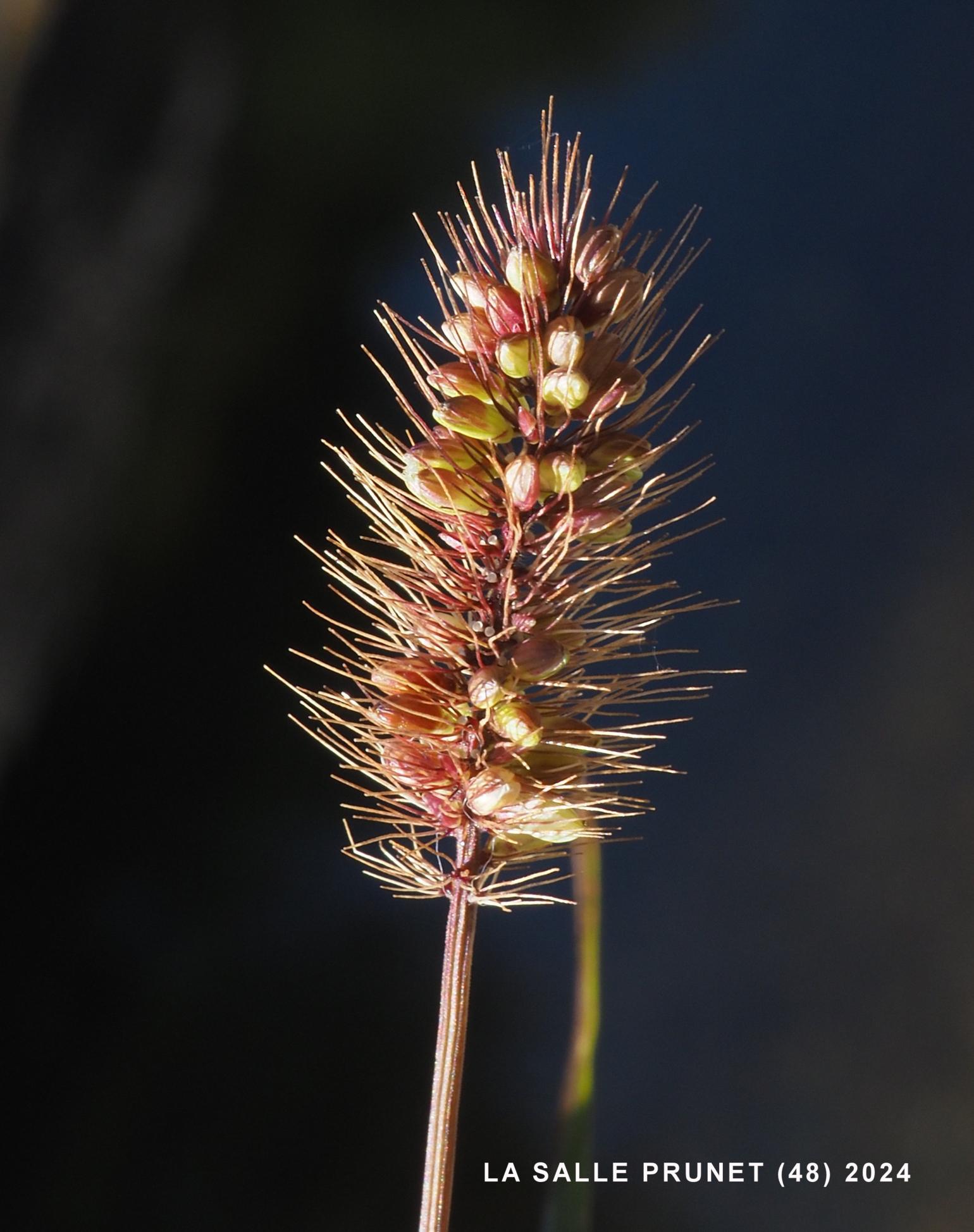 Bristle-grass, Green